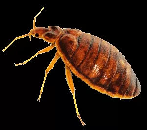 Tahta Kurusu İlaçlama