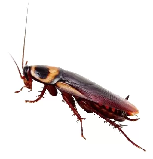 Hamam Böceği İlaçlama